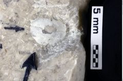 Foto (Detailansicht) von Goniodromites bidentatus (Reuss, 1858) (NHMW-GEO-1990-0041-0023)